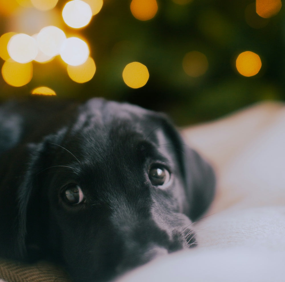 Is medicatie nodig bij vuurwerkangst? Dit moet je weten.
