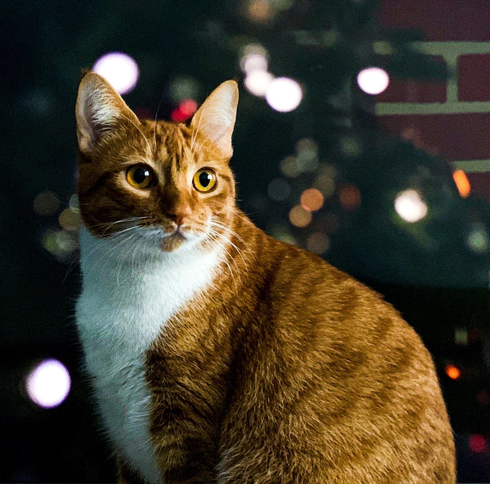 Vuurwerkstress bij katten: herken jij de signalen?