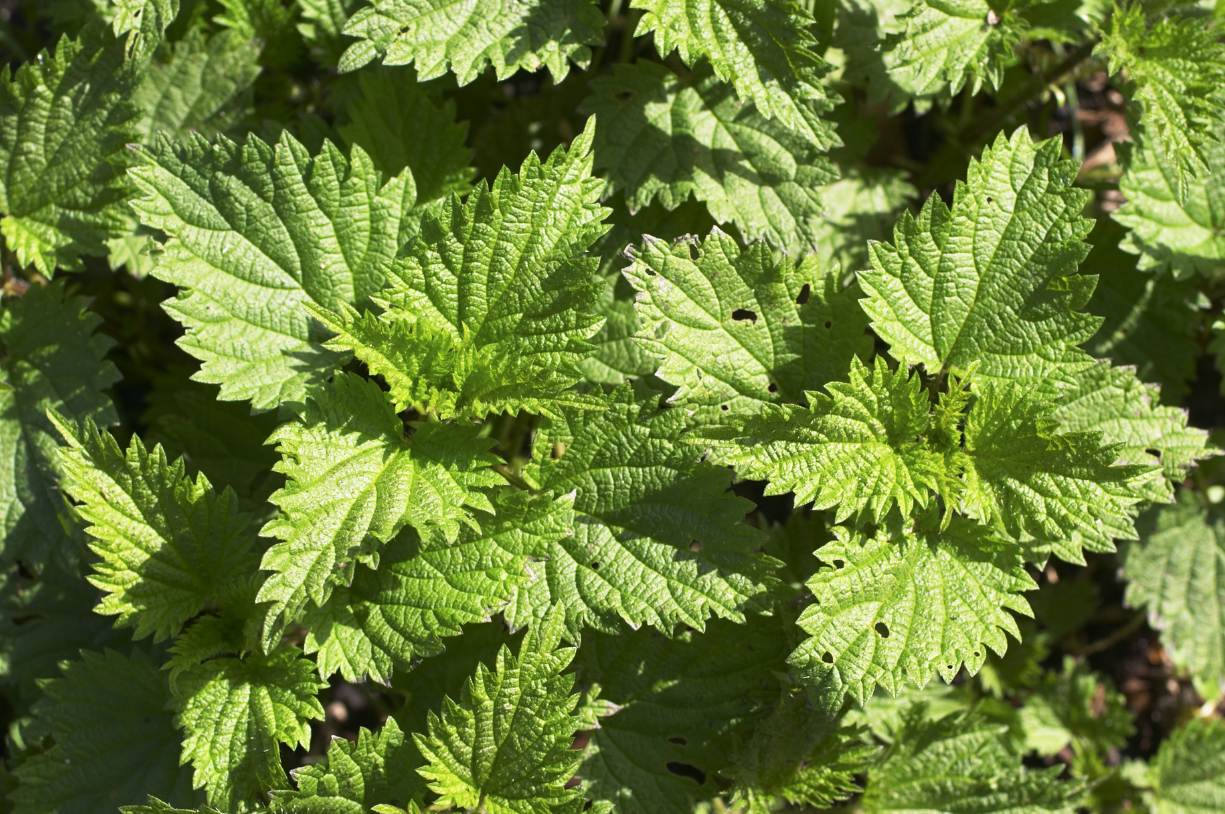 Brandnetel – stroming door je systeem