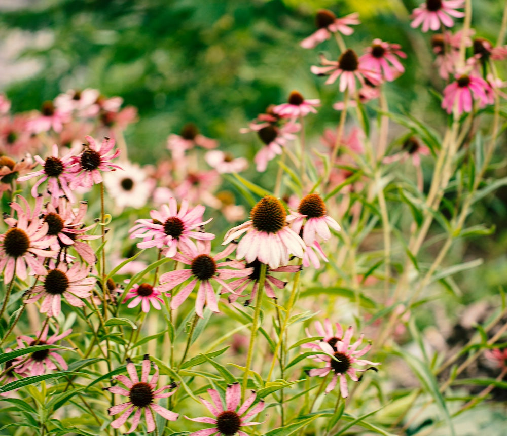 Echinacea (Rode Zonnehoed): een stille krachtbron voor je weerstand