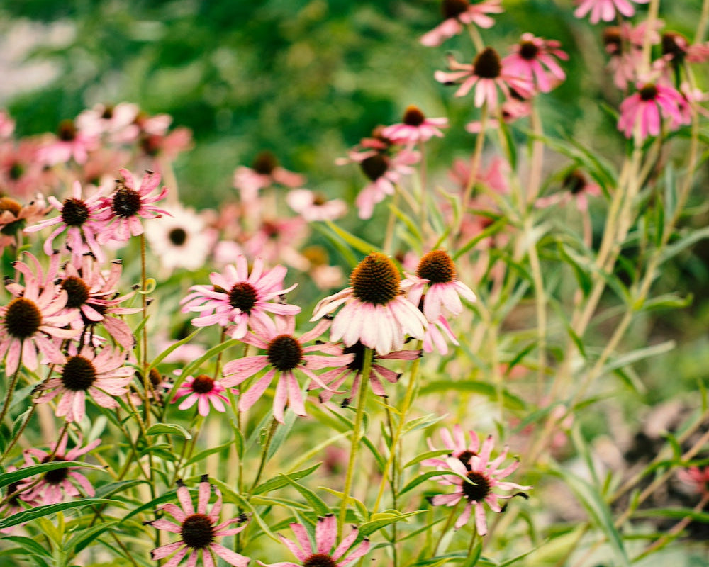 Echinacea (Rode Zonnehoed): een stille krachtbron voor je weerstand