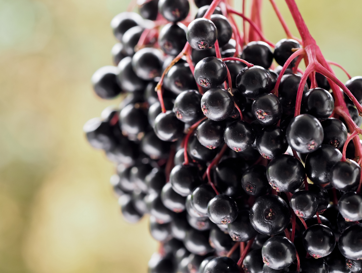 Vlier - bessen & bloesempower van binnenuit