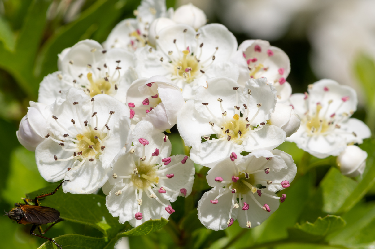 Meidoorn – het kruid voor het hart