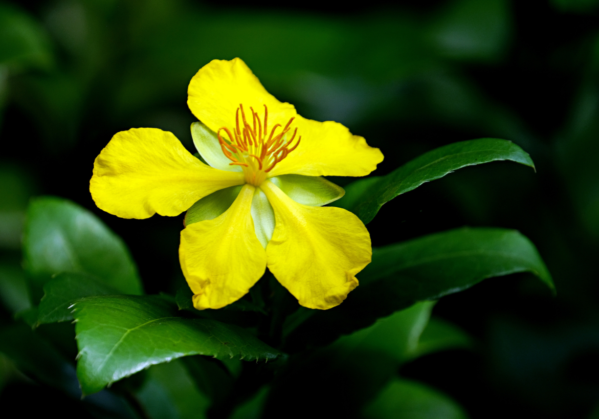 Sint-janskruid – licht in donkere dagen