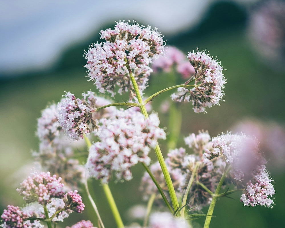 Valeriaan: wortelkracht voor diepe rust en slaap 🌿