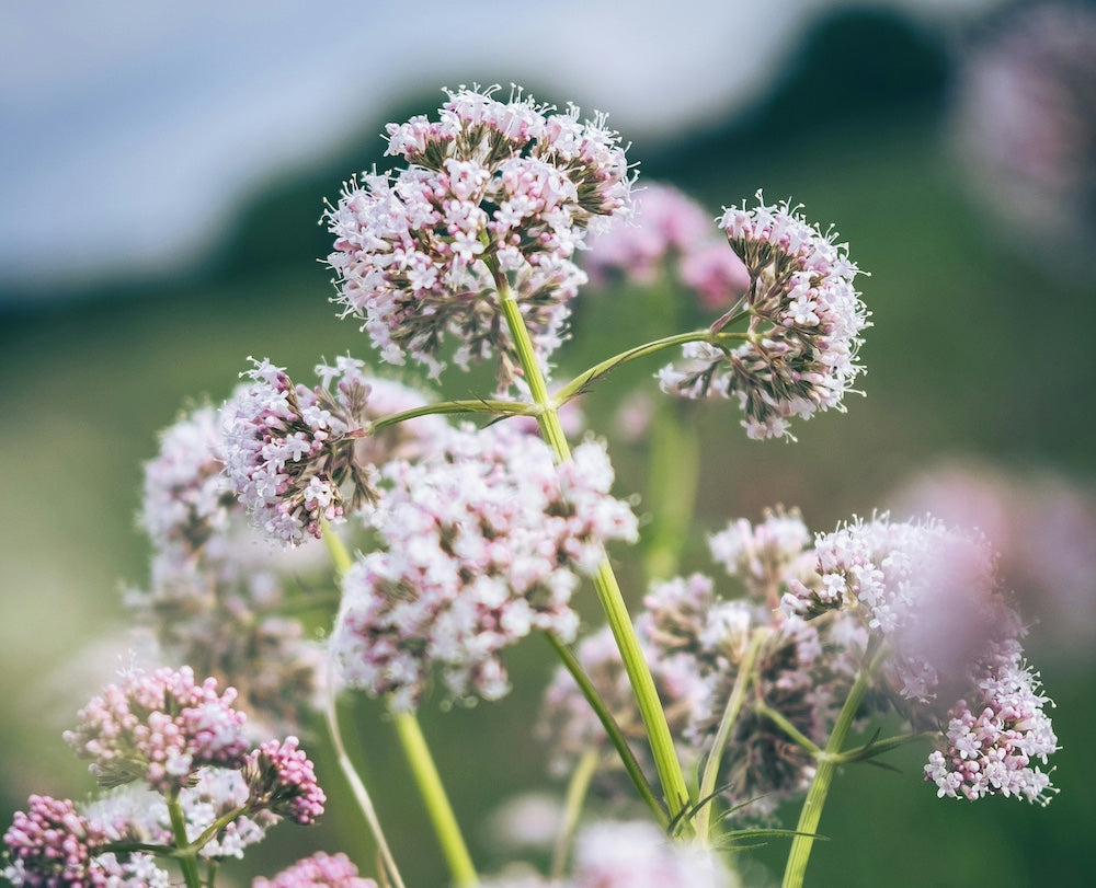 Valeriaan: wortelkracht voor diepe rust en slaap 🌿