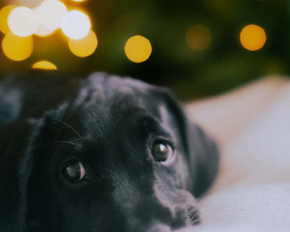 Vuurwerk op komst? Laat je huisdier op tijd wennen