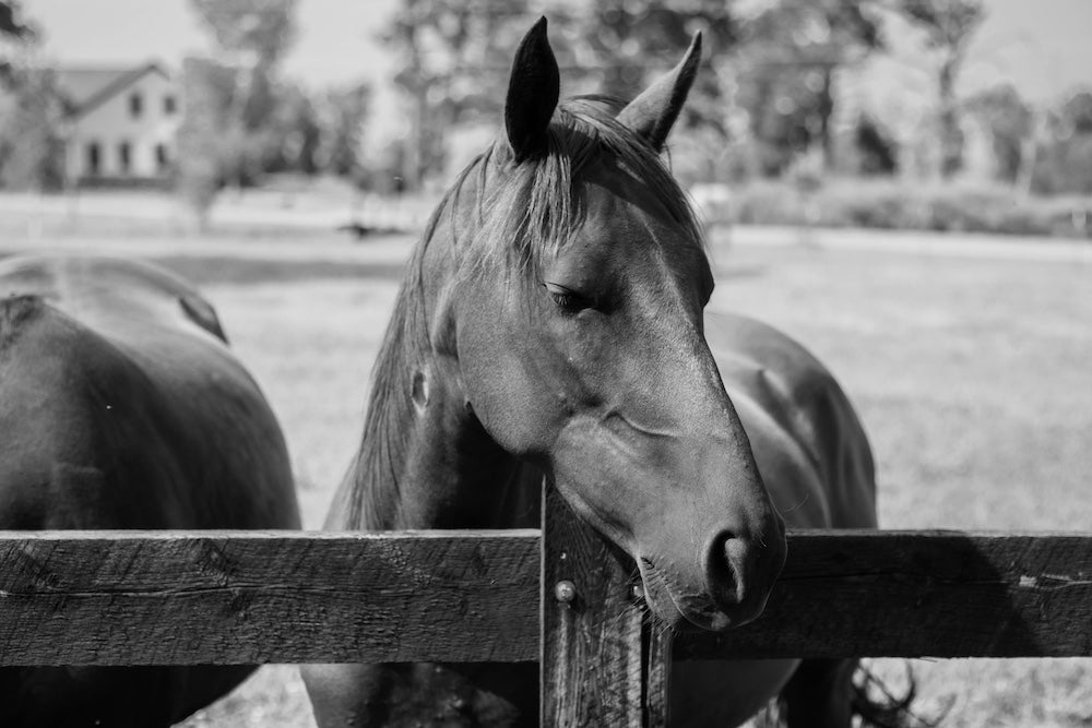 Paarden & Oudjaar: vuurwerkvrij op stal