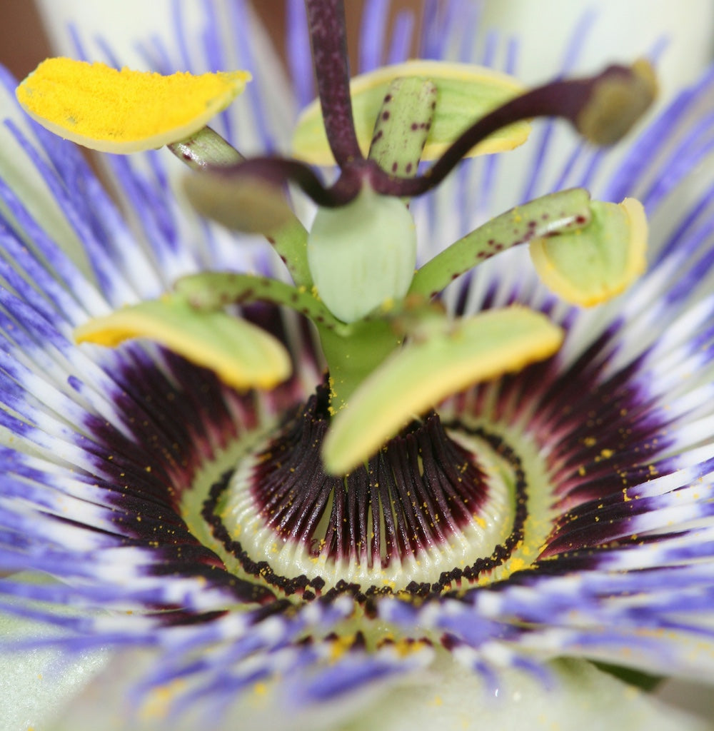 Passiebloem: de kalme kracht in een druk hoofd