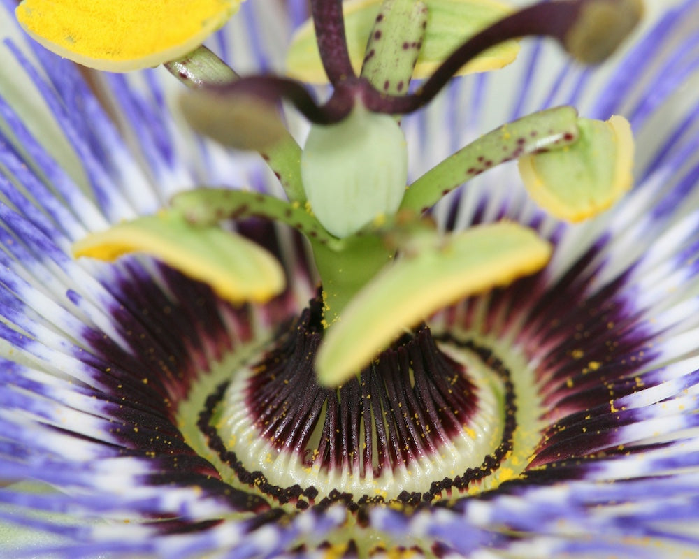 Passiebloem: de kalme kracht in een druk hoofd