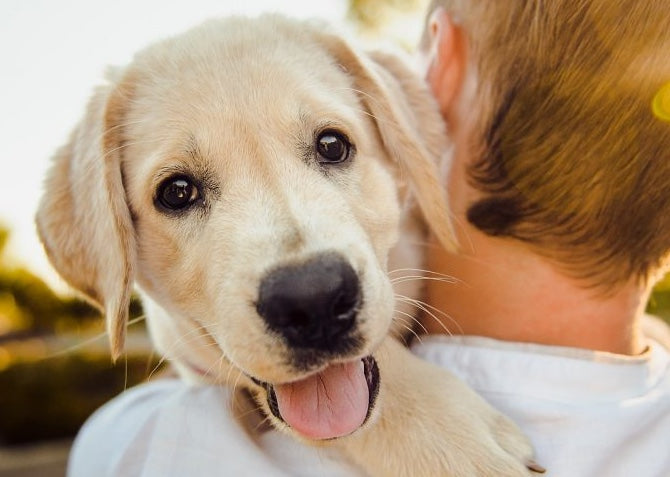 Signalen en tips bij een onrustige hond