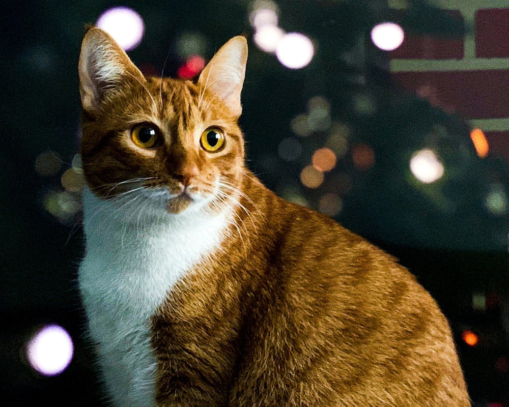 Vuurwerk en katten: zo herken je spanning en help je je kat ontspannen