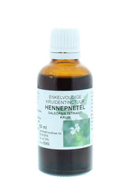 Galeopsis tetrahit hrb/Hennepnetel
