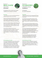 Bach Bloesems van A tot Z brochure