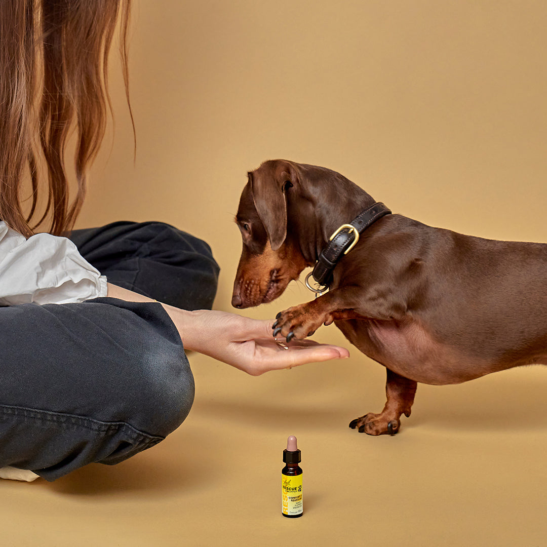 Rescue_UK_Pets_dropper_10ml_High_Five_1x1_f2efc7a5-999c-4e03-b0ae-2f85549b380f.jpg