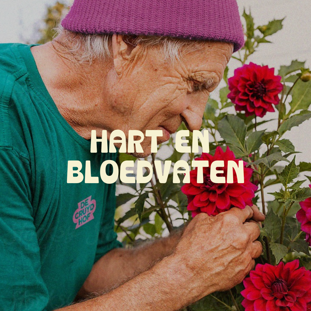 Hart &amp; Bloedvaten